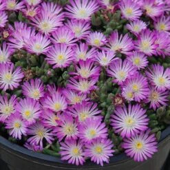 Hot Cakes® 'Fig Fusion' Ice Plant