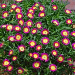 Wheels Of Wonder® Hot Pink Wonder Ice Plant 5 Wheels Of Wonder® Hot Pink Wonder Ice Plant -Green Haven Shop DelospermaWheelsofWonderHotPinkWonderPP26157
