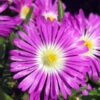 Wheels Of Wonder® Purple Wonder Ice Plant -Green Haven Shop DelospermaWheelsofWonderPurpleWonderPP316747