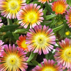 Wheels Of Wonder® Salmony Pink Ice Plant 5 Wheels Of Wonder® Salmony Pink Ice Plant -Green Haven Shop DelospermaWheelsofWonderSalmonyPinkPP3195872