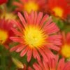 Wheels Of Wonder® Fire Wonder Ice Plant 1 Wheels Of Wonder® Fire Wonder Ice Plant -Green Haven Shop DelospermaWheelsofWonder FireWonder Bloom