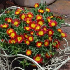 Wheels Of Wonder® Fire Wonder Ice Plant -Green Haven Shop DelospermaWheelsofWonder FireWonder Containe