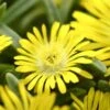 Wheels Of Wonder® Golden Wonder Ice Plant 1 Wheels Of Wonder® Golden Wonder Ice Plant -Green Haven Shop DelospermaWheelsofWonder GoldenWonder Bloom