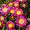 Wheels Of Wonder® Hot Pink Wonder Ice Plant -Green Haven Shop DelospermaWheelsofWonder HotPinkWonder yyth