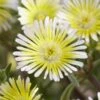 Wheels Of Wonder® Limoncello Ice Plant -Green Haven Shop DelospermaWheelsofWonder LimoncelloWonder Bl