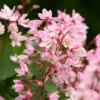 Yuki Cherry Blossom® Deutzia -Green Haven Shop Deutzia Yuki Cherry Blossom 1 P