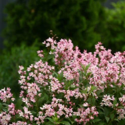 Yuki Cherry Blossom® Deutzia -Green Haven Shop Deutzia Yuki Cherry Blossom 2 P