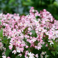 Yuki Cherry Blossom® Deutzia -Green Haven Shop Deutzia Yuki Cherry Blossom 4 P