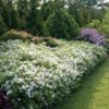 Yuki Snowflake® Deutzia -Green Haven Shop Deutzia Yuki Snowflake 1 P