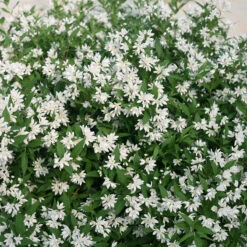 Yuki Snowflake® Deutzia -Green Haven Shop Deutzia Yuki Snowflake 4 P
