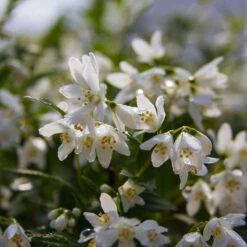 Yuki Snowflake® Deutzia -Green Haven Shop Deutzia Yuki Snowflake 5 P