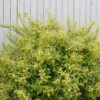 Chardonnay Pearls® Deutzia -Green Haven Shop Deutzia Chardonnay Pearls 1 P sw