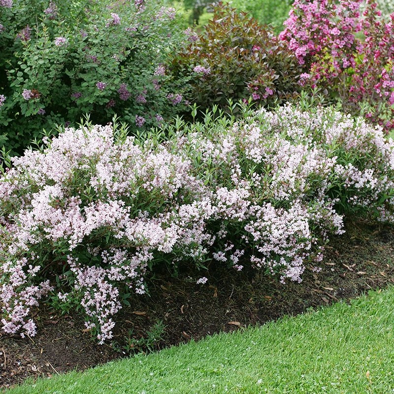 Yuki Kabuki™ Deutzia 4 Yuki Kabuki™ Deutzia - Image 2