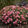 Fruit Punch® 'Classic Coral' Dianthus -Green Haven Shop Dianthus ClassicCoral PP30048CPBRAF0002lowres