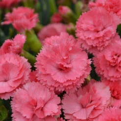 Fruit Punch® 'Classic Coral' Dianthus 9 Fruit Punch® 'Classic Coral' Dianthus -Green Haven Shop Dianthus ClassicCoral PP30048CPBRAF0003lowres