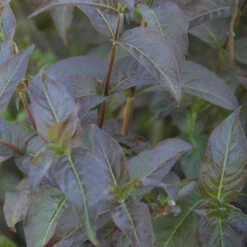 Kodiak® Black Diervilla -Green Haven Shop Diervilla Kodiak Black 3