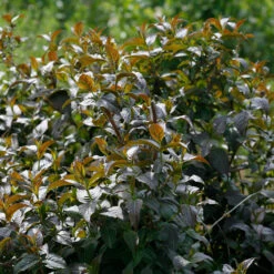 Kodiak® Black Diervilla -Green Haven Shop Diervilla Kodiak Black 4