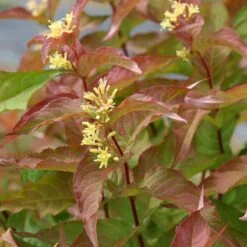 Kodiak® Orange Diervilla -Green Haven Shop Diervilla Kodiak Orange 4