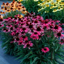 Dark Shadows™ 'Wicked' Coneflower -Green Haven Shop Echinacea Dark Shadows Wicked 3