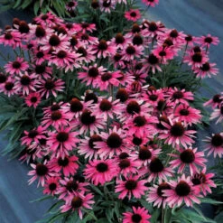 Dark Shadows™ 'Wicked' Coneflower -Green Haven Shop Echinacea Dark Shadows Wicked 4