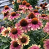 Kismet® 'Pink Lemonade' Coneflower -Green Haven Shop Echinacea Kismet Pink Lemonade 1