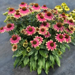 Kismet® 'Pink Lemonade' Coneflower -Green Haven Shop Echinacea Kismet Pink Lemonade 4