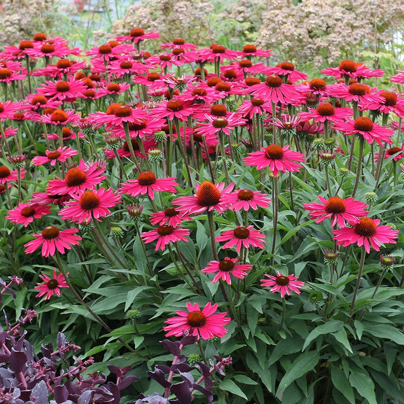 Kismet® Raspberry Coneflower 3 Kismet® Raspberry Coneflower