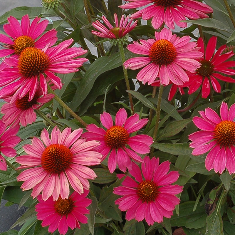 Kismet® Raspberry Coneflower 4 Kismet® Raspberry Coneflower - Image 2