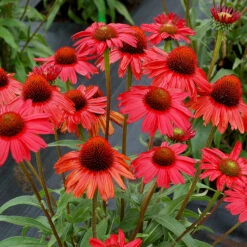 Kismet® Red Coneflower -Green Haven Shop Echinacea Kismet Red 1 P