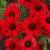 Kismet® Red Coneflower 2 Kismet® Red Coneflower -Green Haven Shop Echinacea Kismet Red 4 P