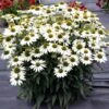 Kismet® White Coneflower -Green Haven Shop Echinacea Kismet White 1