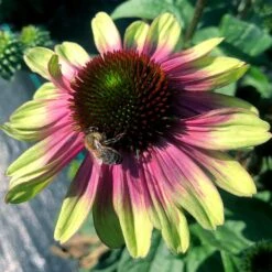 'Sweet Sandia' Coneflower 11 'Sweet Sandia' Coneflower -Green Haven Shop Echinacea Sweet Sandia 5