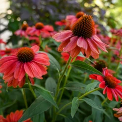 Color Coded⢠'Frankly Scarlet' Coneflower