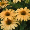 Color Coded® 'One In A Melon' Coneflower -Green Haven Shop Echinacea OneinaMelon Coneflower