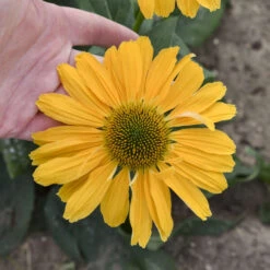 Color Coded® 'One In A Melon' Coneflower -Green Haven Shop Echinacea OneinaMelon Coneflower 2