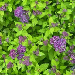 Double Play® Dolly™ Spirea -Green Haven Shop Electriclimefoliageiscontrastedbyfluffyroyal