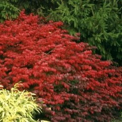 Fire Ball® Burning Bush