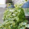 Gold Splash® Wintercreeper -Green Haven Shop Euonymus Gold Splash 1 sw
