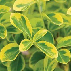 Gold Splash® Wintercreeper -Green Haven Shop Euonymus Gold Splash 3 sw