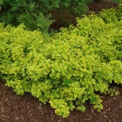 Gold Splash® Wintercreeper -Green Haven Shop Euonymus Gold Splash 4 sw