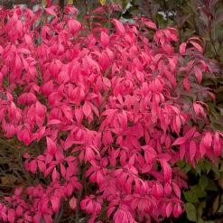Unforgettable Fire® Burning Bush -Green Haven Shop Euonymus Unforgettable Fire 4 P