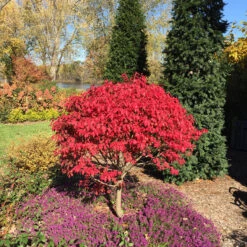 Unforgettable Fire® Burning Bush -Green Haven Shop Euonymus Unforgettable Fire 5 P