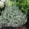 White Album® Wintercreeper -Green Haven Shop Euonymus White Album 1