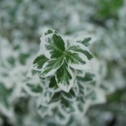White Album® Wintercreeper -Green Haven Shop Euonymus White Album 3