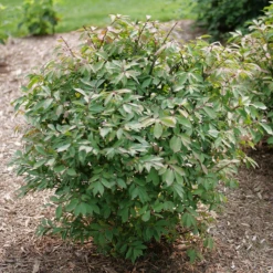 Fire Ball Seedless™ Burning Bush -Green Haven Shop EuonymusFireBallSeedlessP1238203 800x800 e186a58