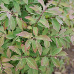 Fire Ball Seedless™ Burning Bush -Green Haven Shop EuonymusFireBallSeedlessP1239165 800x800 063ee79