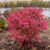 Fire Ball Seedless™ Burning Bush 2 Fire Ball Seedless™ Burning Bush -Green Haven Shop EuonymusFireBallSeedlessP1249911 800x800 905cab0