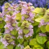 Feathered Friends™ 'Flashy Flamingo' Bugleweed -Green Haven Shop Feathered Friends Flashy Flamingo 2 800x800 8254790