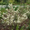 Legend Of The Fall® Bottlebrush -Green Haven Shop Fothergilla Legend of the Fall 1 P