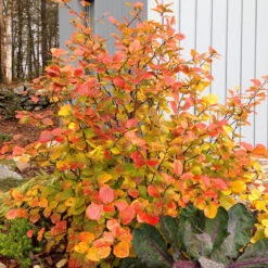 Legend Of The Fall® Bottlebrush 10 Legend Of The Fall® Bottlebrush -Green Haven Shop Fothergilla Legend of the Fall 3 P